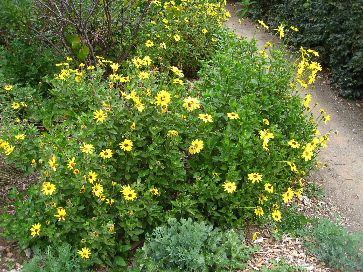 Encelia californica top of Meadow