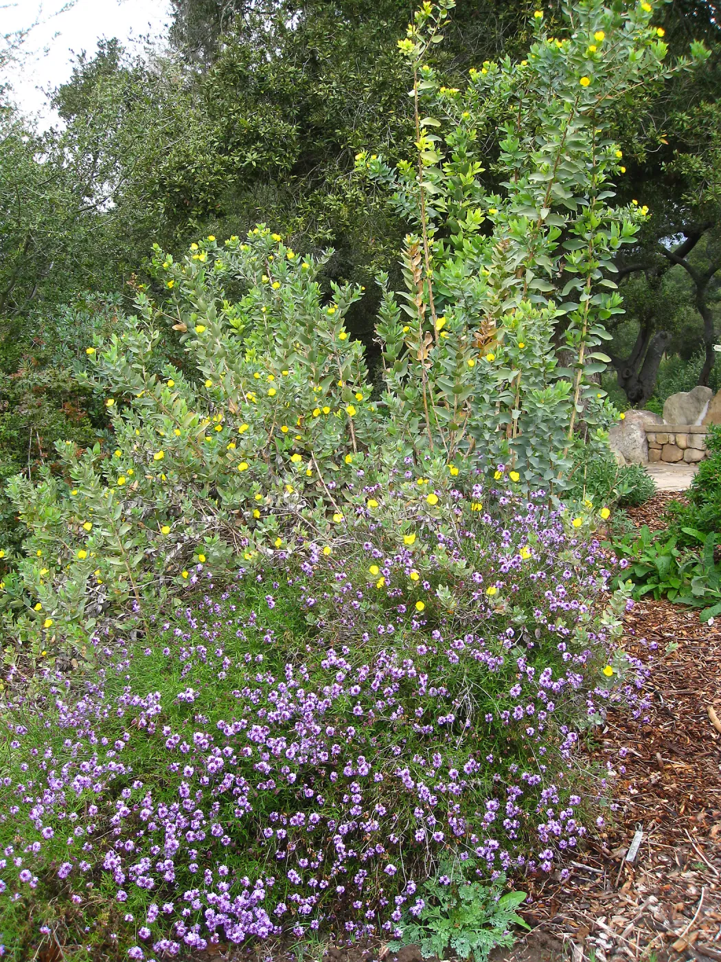 Verbena de la Mina and Dendromecon, Meadow