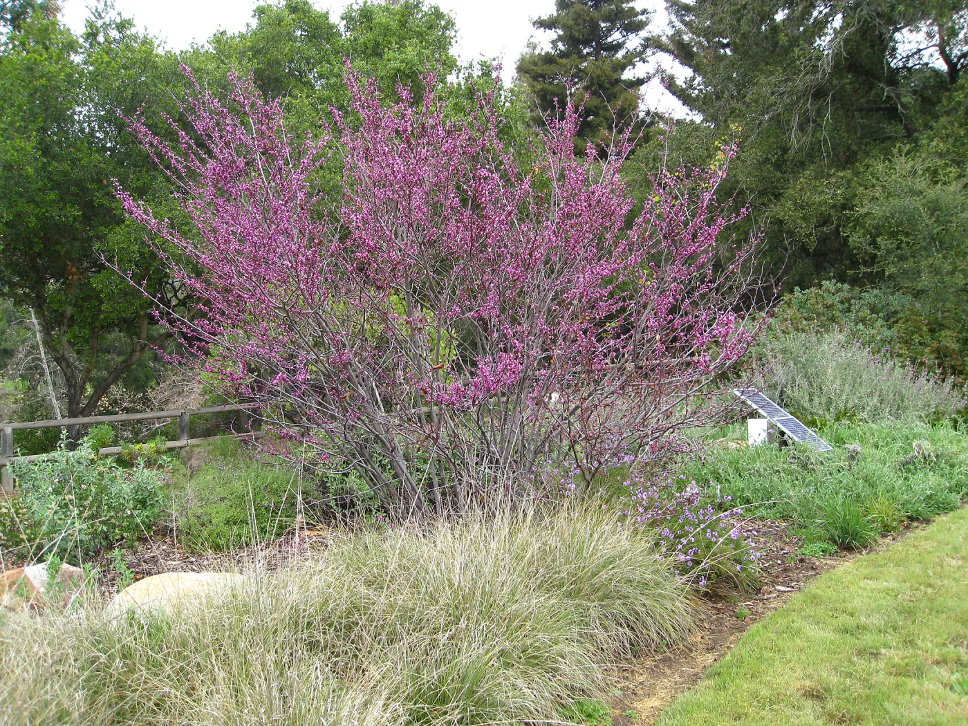 Cercis occidentalis, Verben and deer grass, Meadow