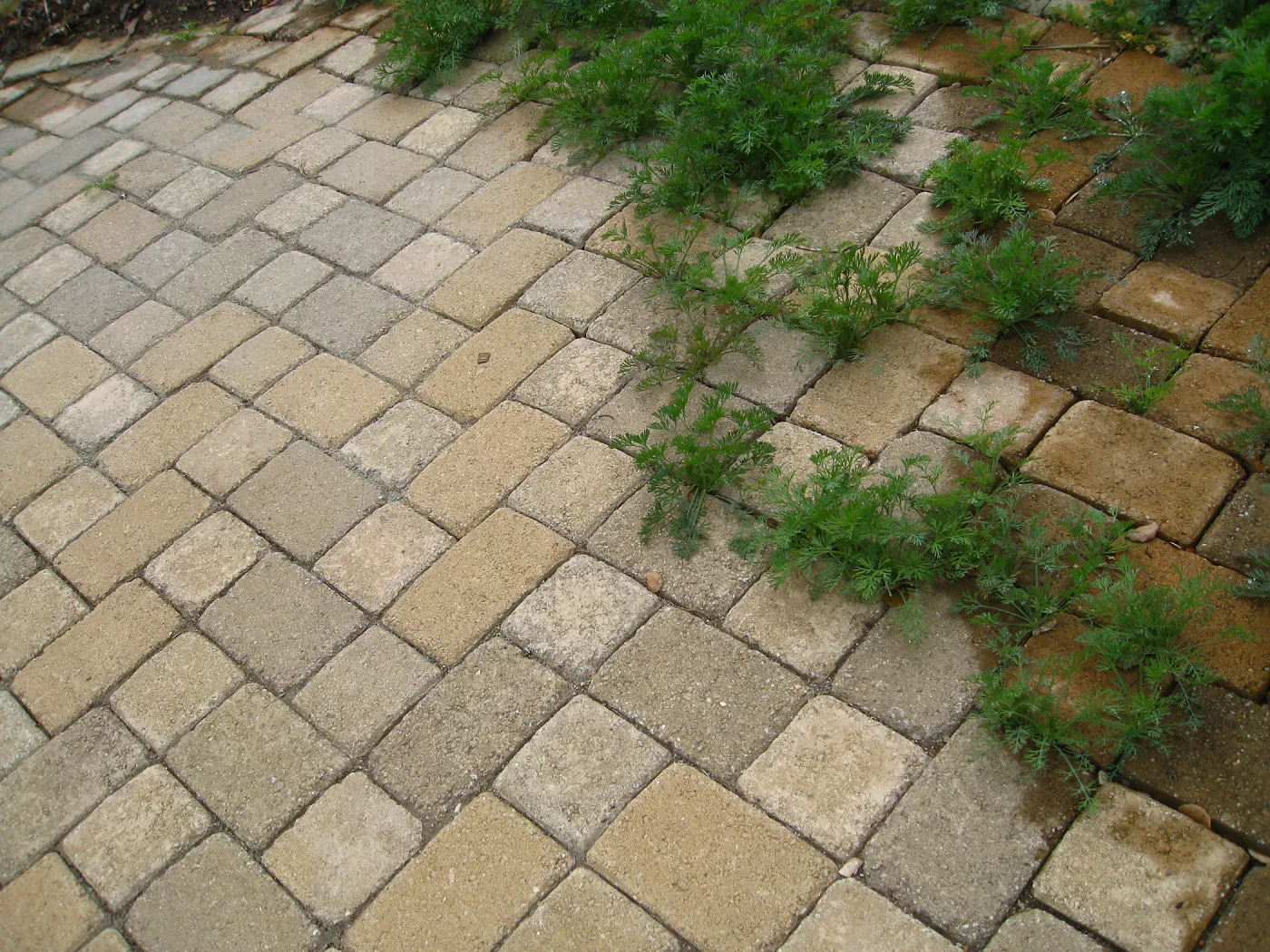Pavers with Poppy seedlings