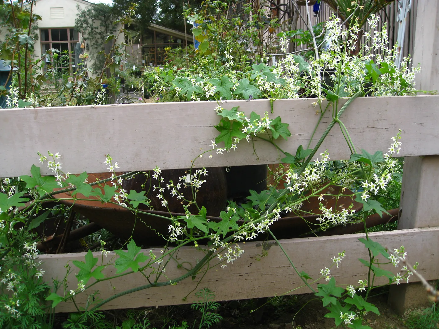 Wild Cucumber on courtyard fence in Nursery, looking to the Library