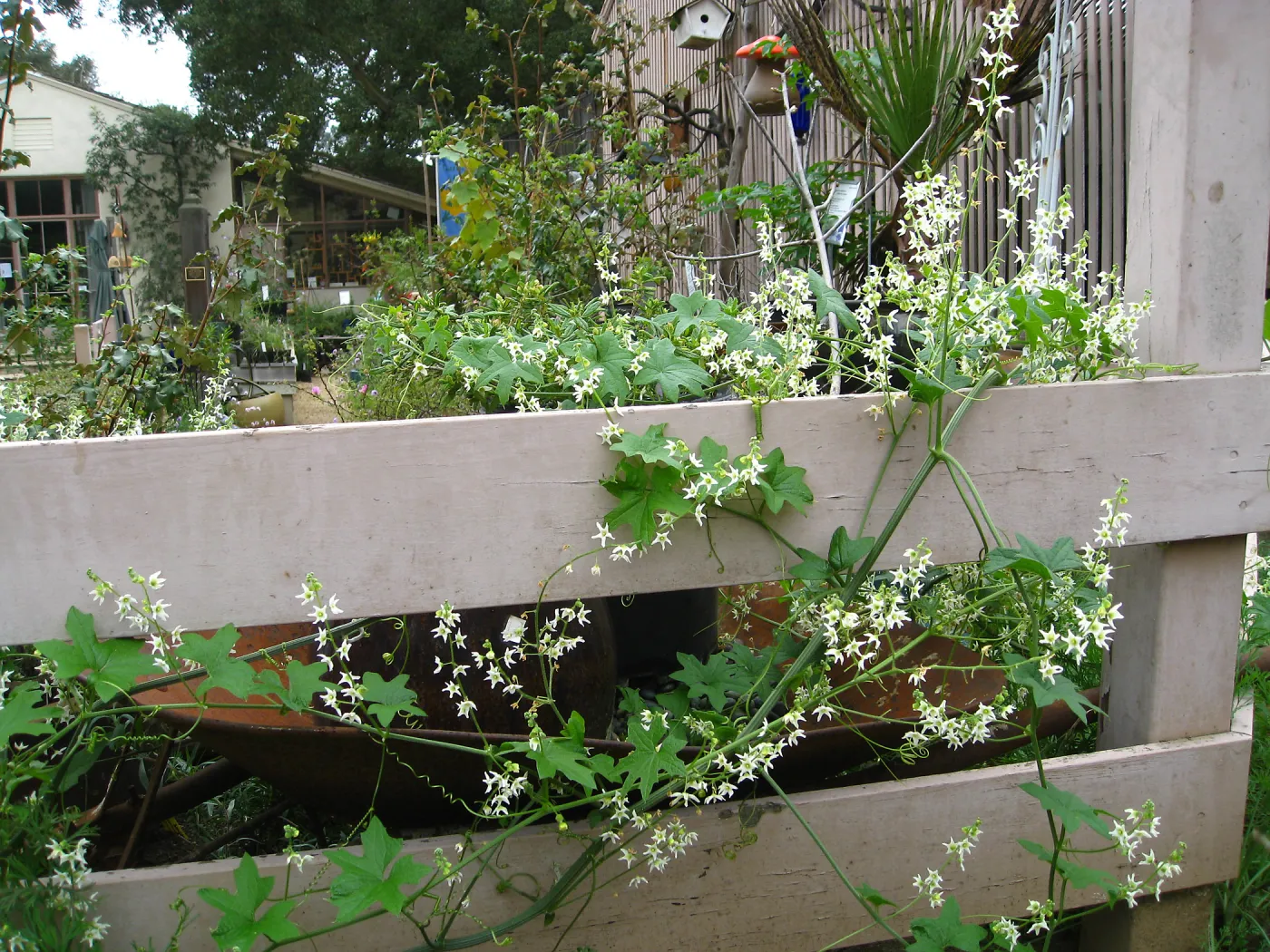 Wild Cucumber on courtyard fence in Nursery, looking to the Library