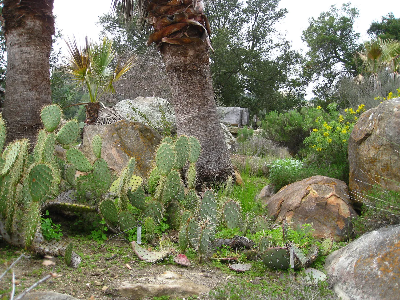 Opuntia and Washingtonia californica in Desert Section