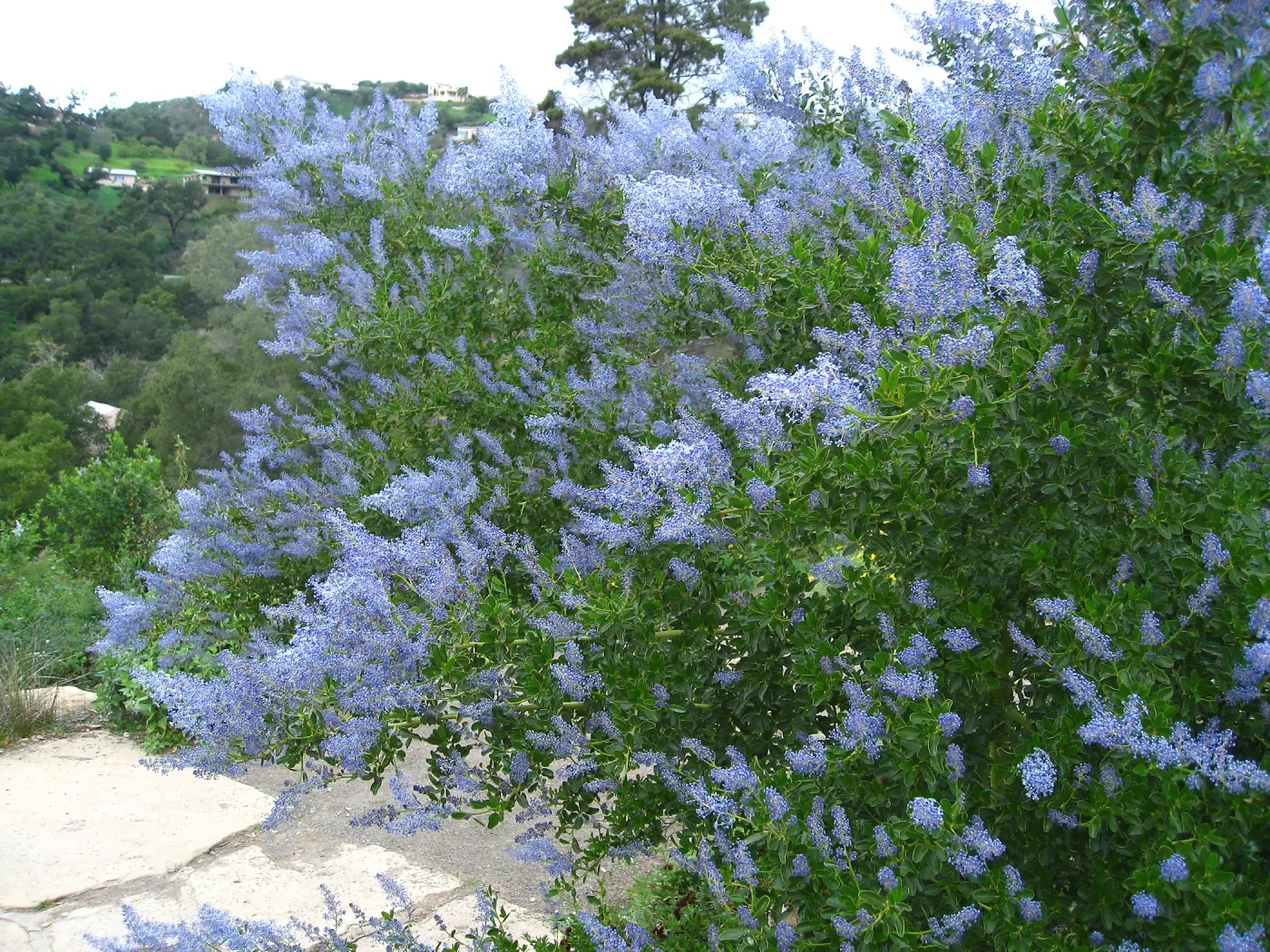 Ceanothus spinosus, Porter Trail