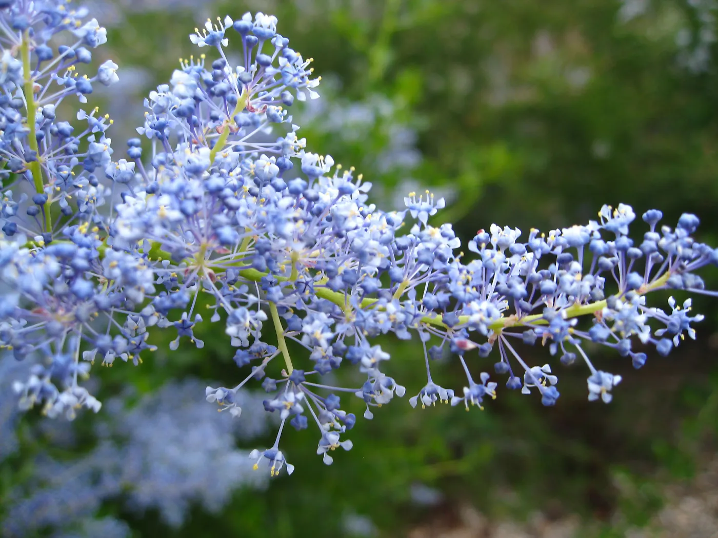 Ceanothus spinosus, Porter Trail