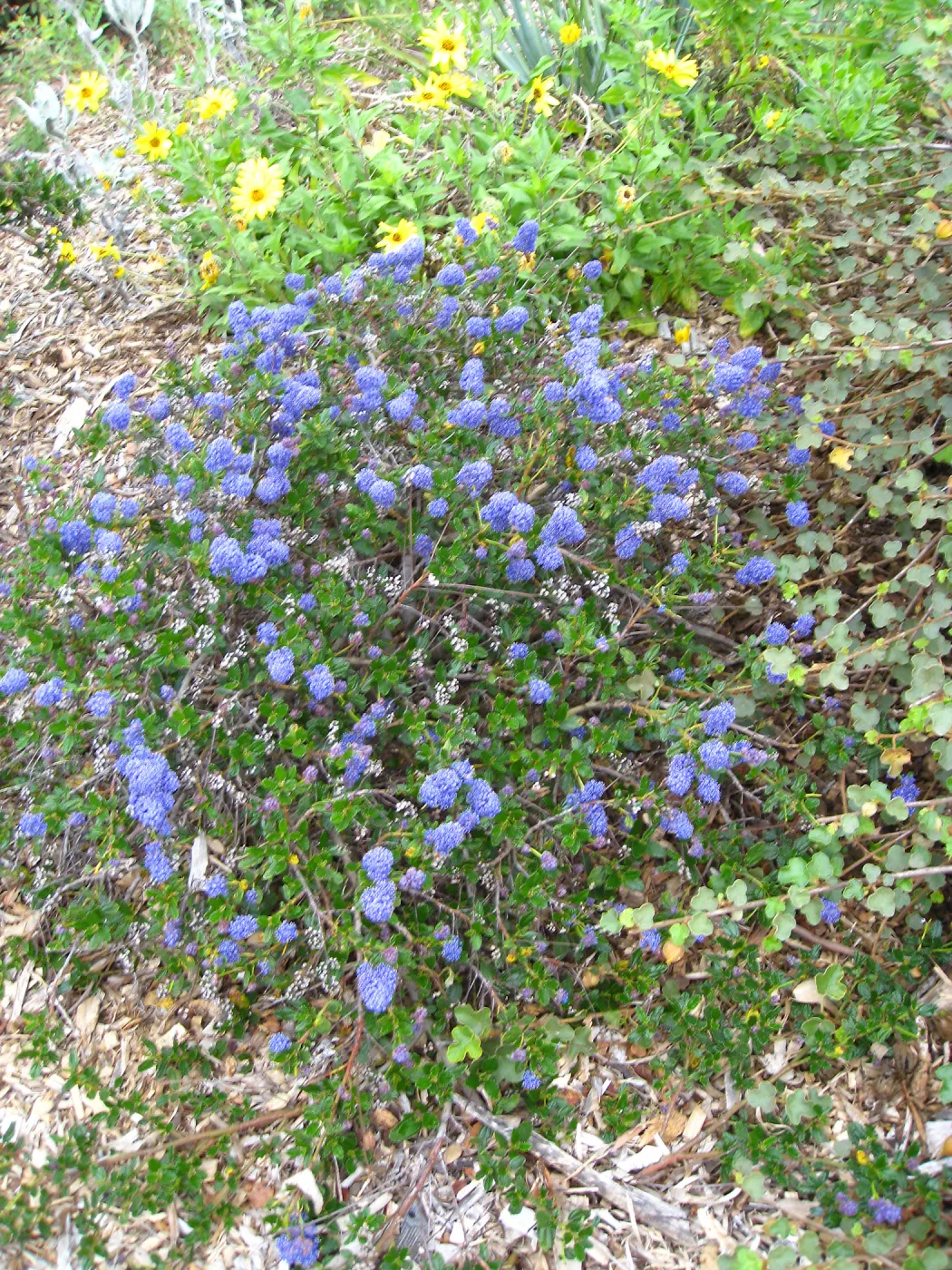Ceanothus spinosus, Porter Trail