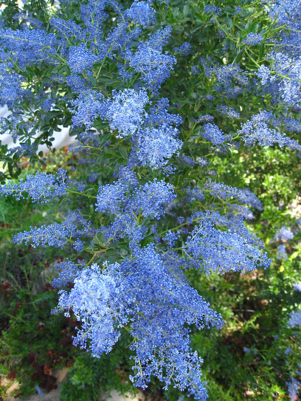 Ceanothus spinosus, Porter Trail
