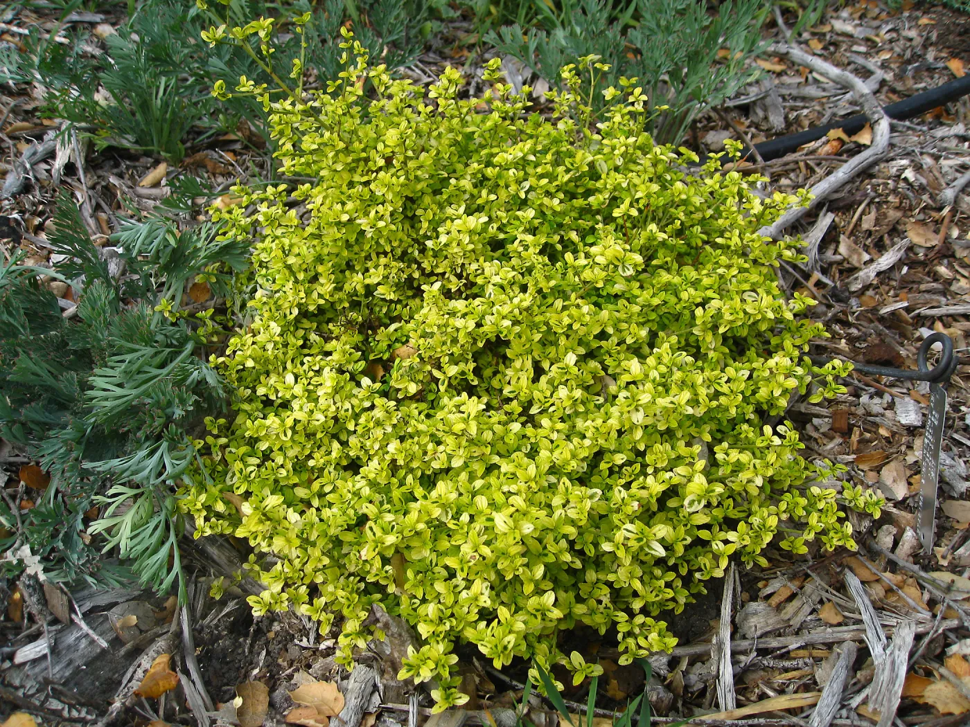 Variegated Ceanothus thyrsiflorus at Tunnel triangle