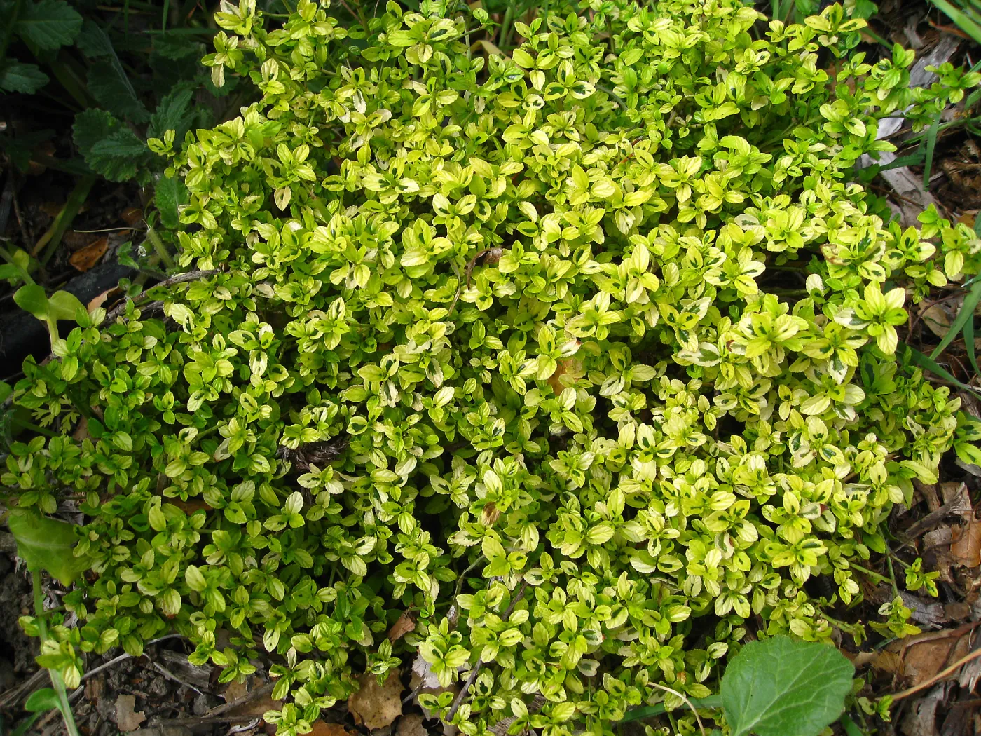 Variegated Ceanothus thyrsiflorus at Tunnel triangle