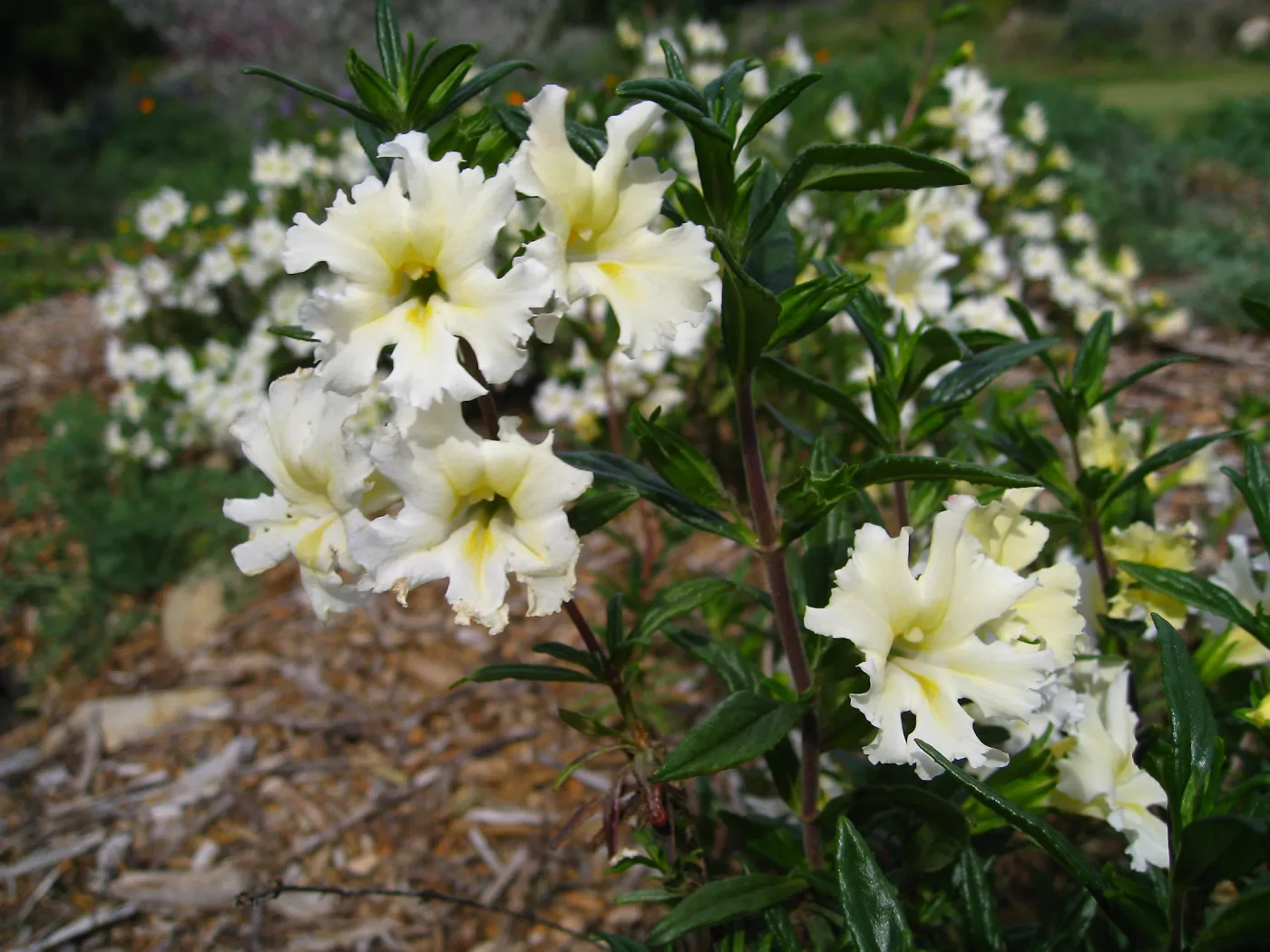 Mimulus 'Jellybean White' in the Meadow