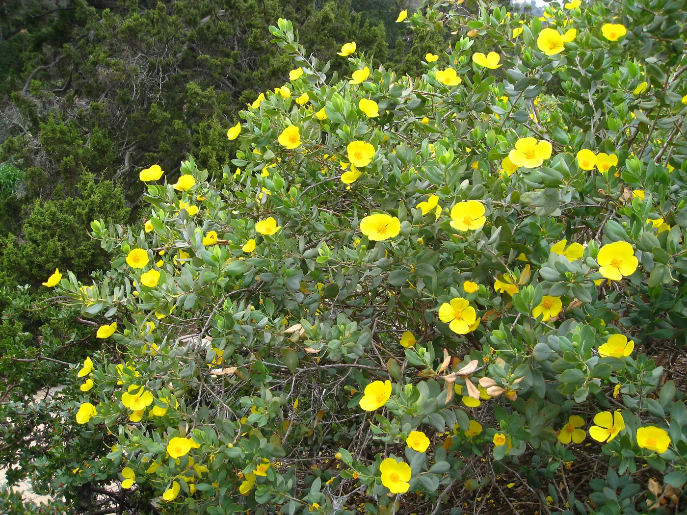 Dendromecon harfordii, Meadow