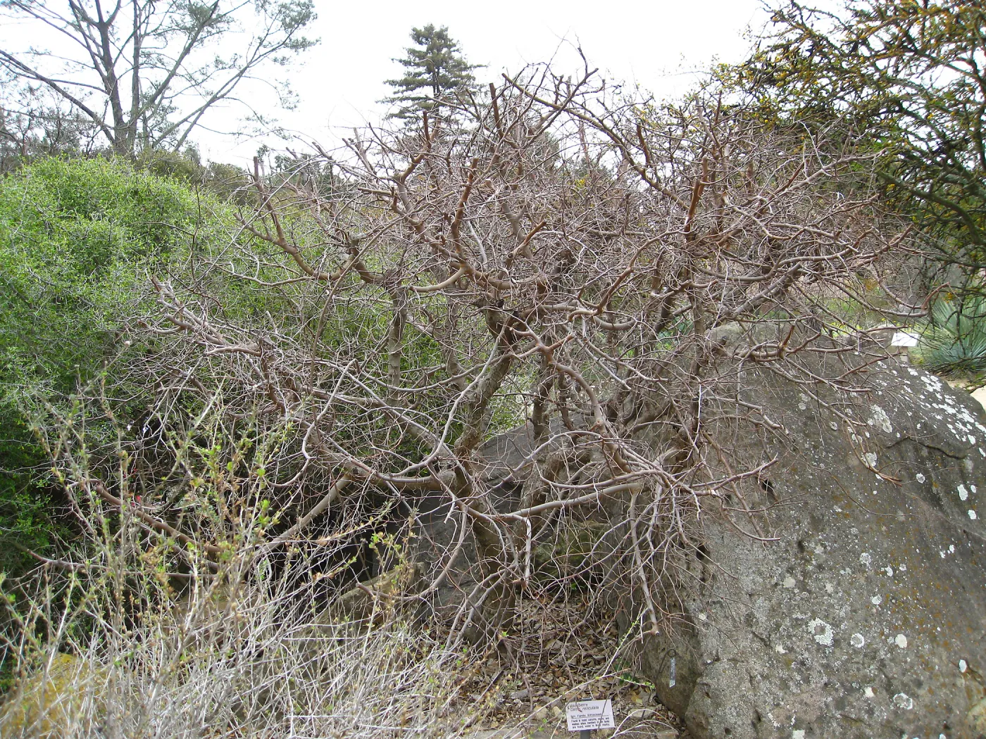 Hackberry, Celtis reticulata, Desert Section