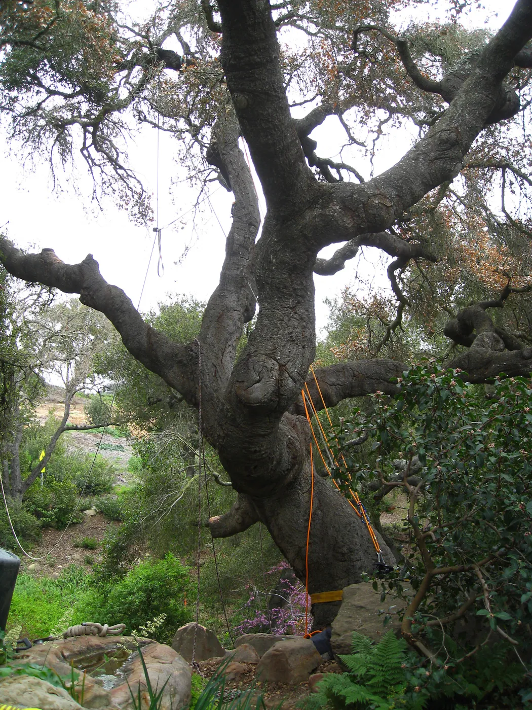 Quercus agrifolia in Manzanita section, being removed
