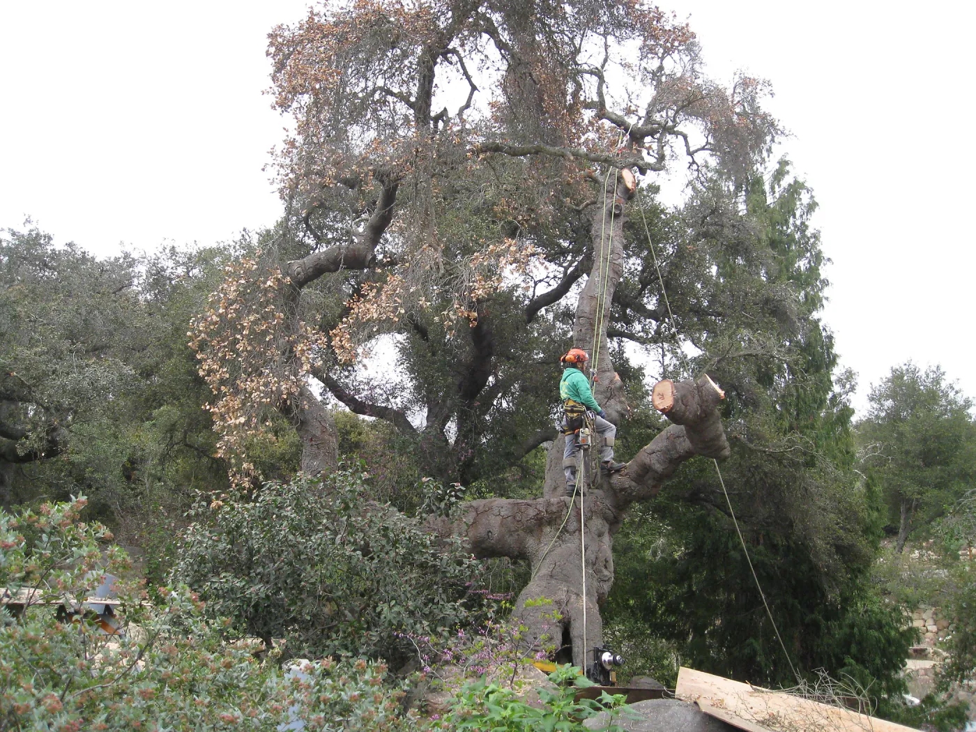 Quercus agrifolia in Manzanita section, being removed