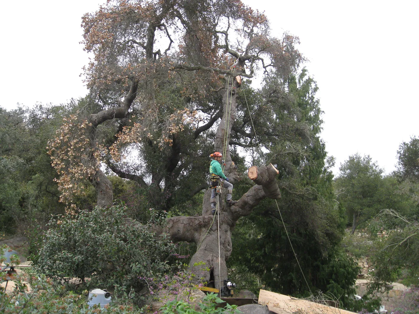 Quercus agrifolia in Manzanita section, being removed