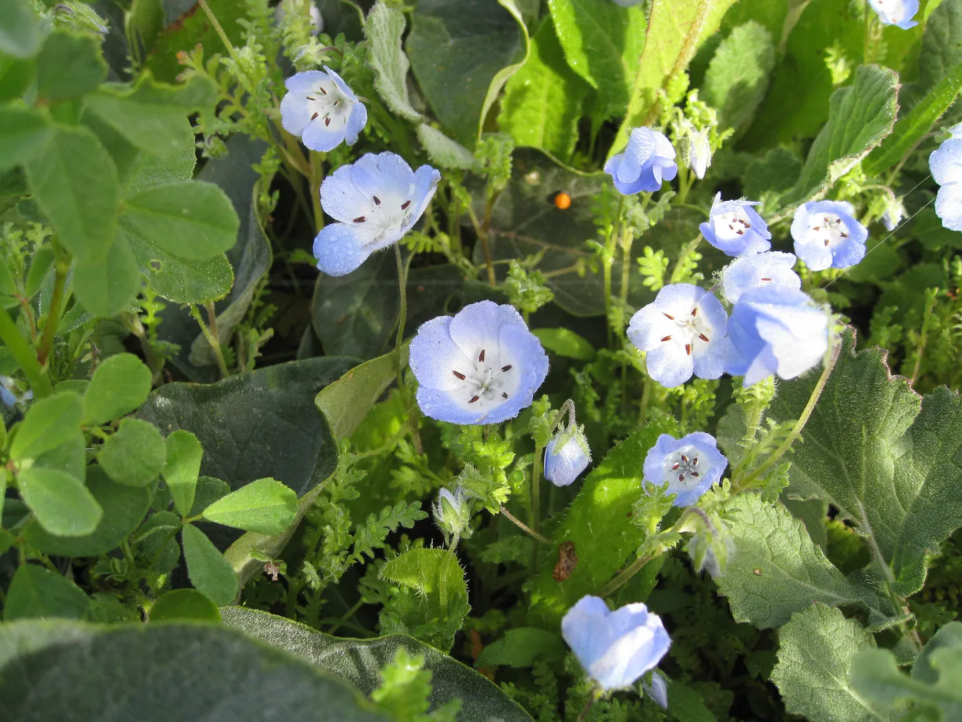 Baby Blue Eyes in wildflower planting where Gain House once stood