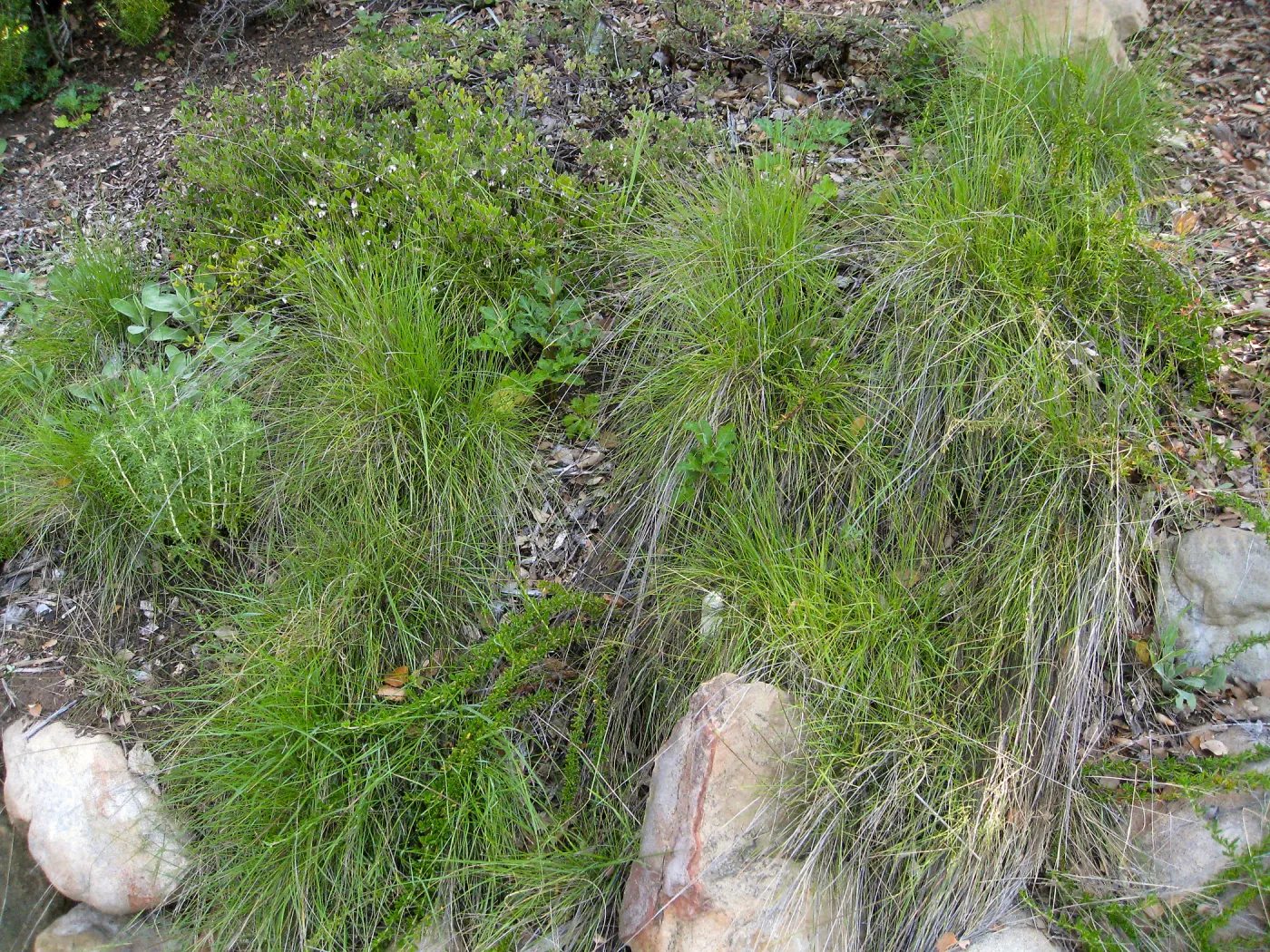 Needlegrass, Nasella lepida along trail to Hort Unit
