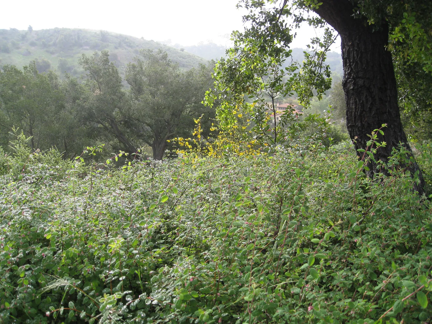 Snowberry on Porter Trail