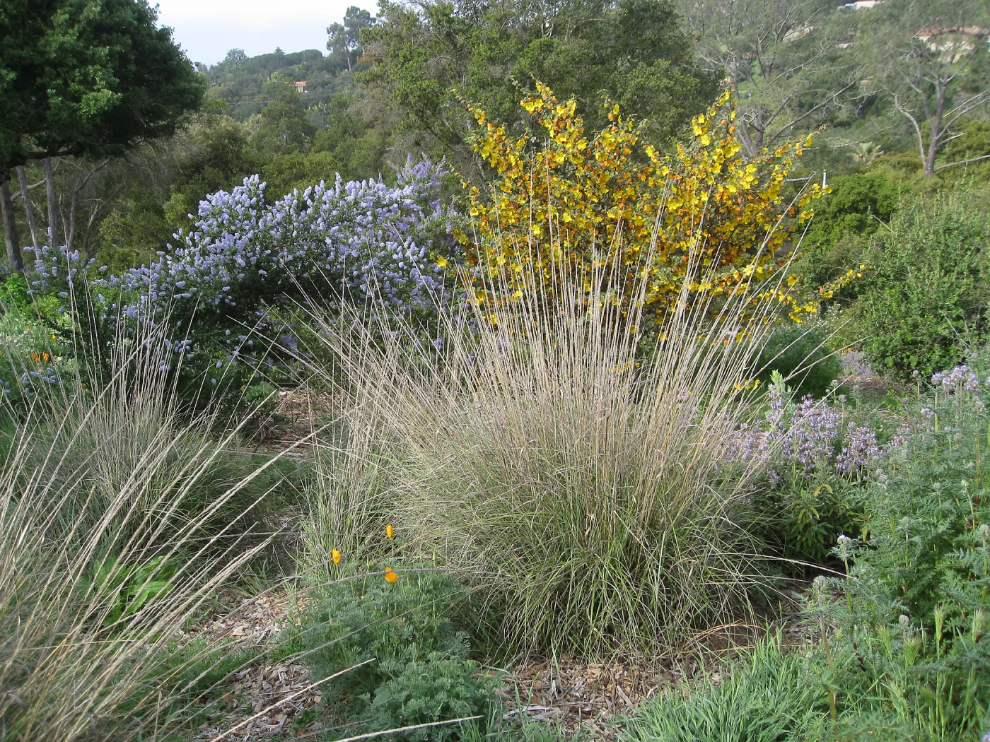 Ceanothus, Fremontodendron, deergrass on Porter Trail