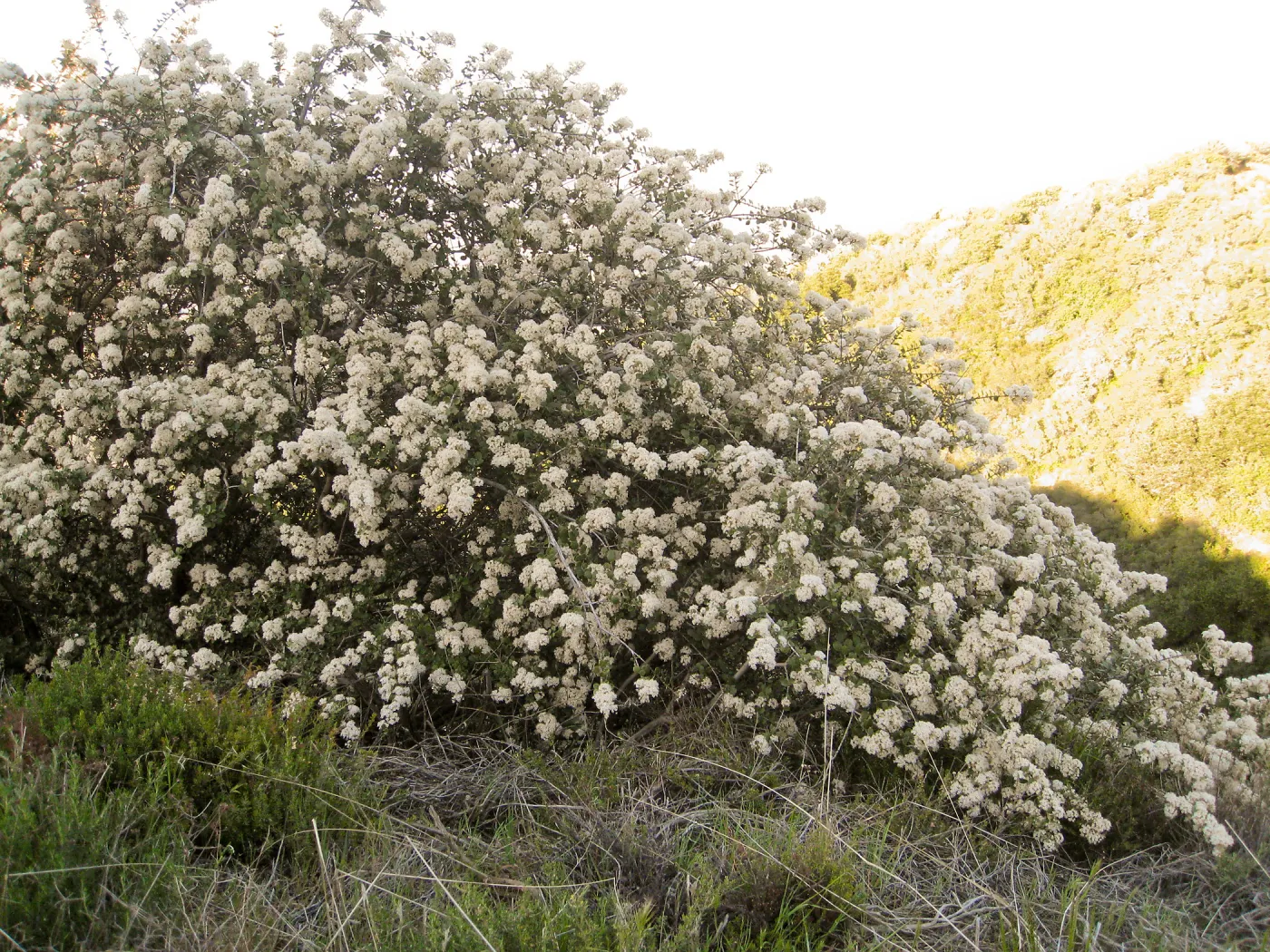 Ceanothus crassifolius, Gibralter Rd