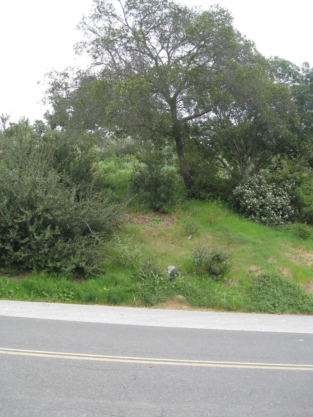 Looking acros Mission Canyon Rd from top of steps from parking lot