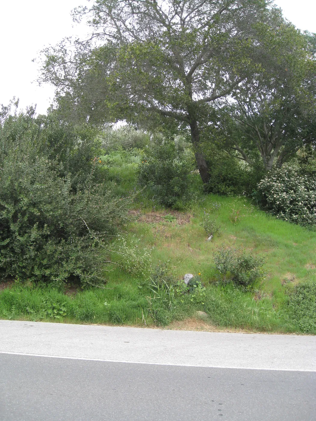 Propsed location for extension of entrance steps