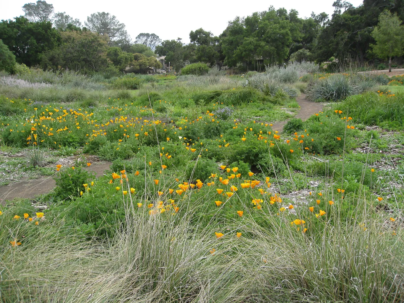 Meadow in bloom