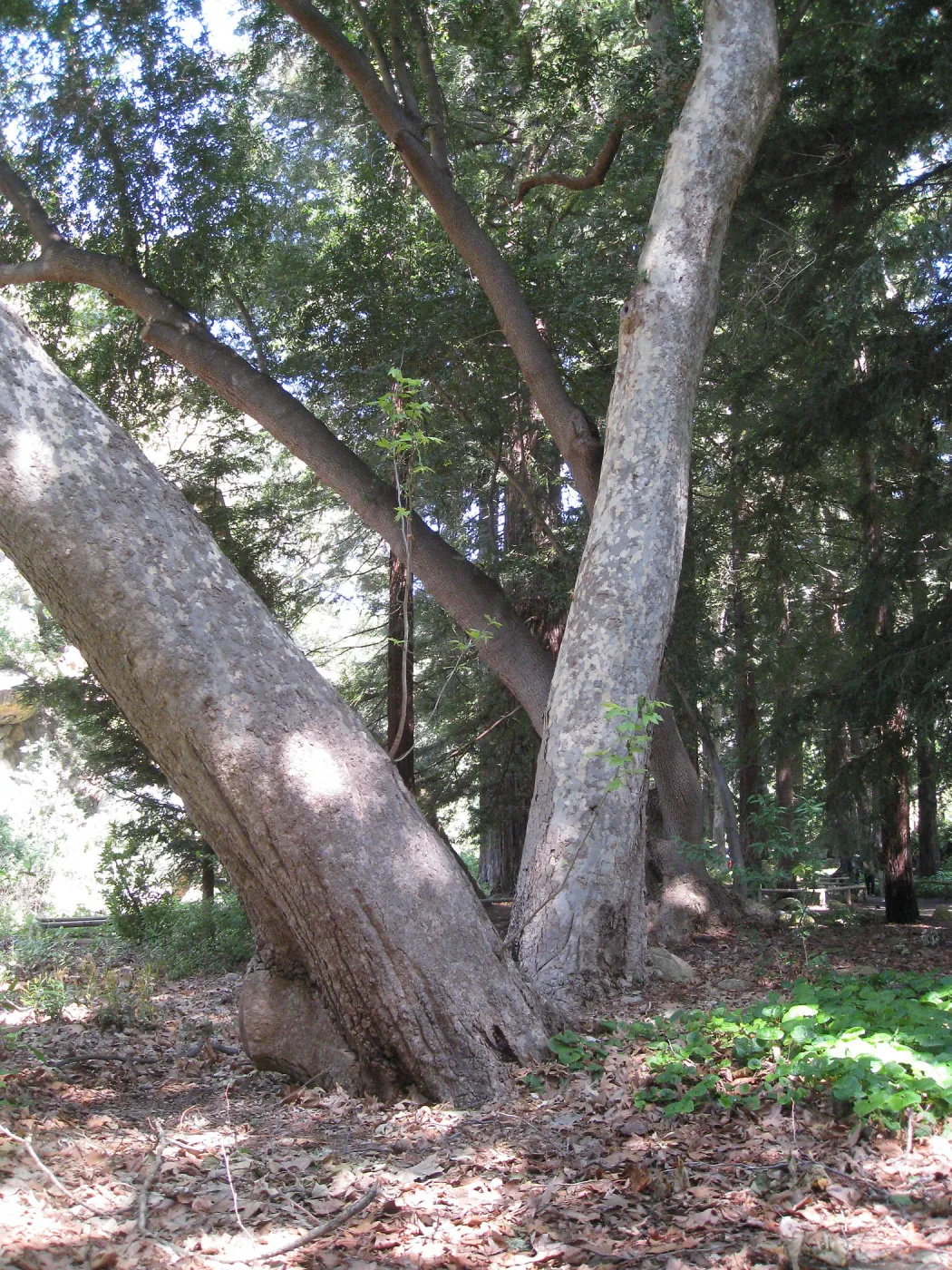 Sycamore in Redwood section