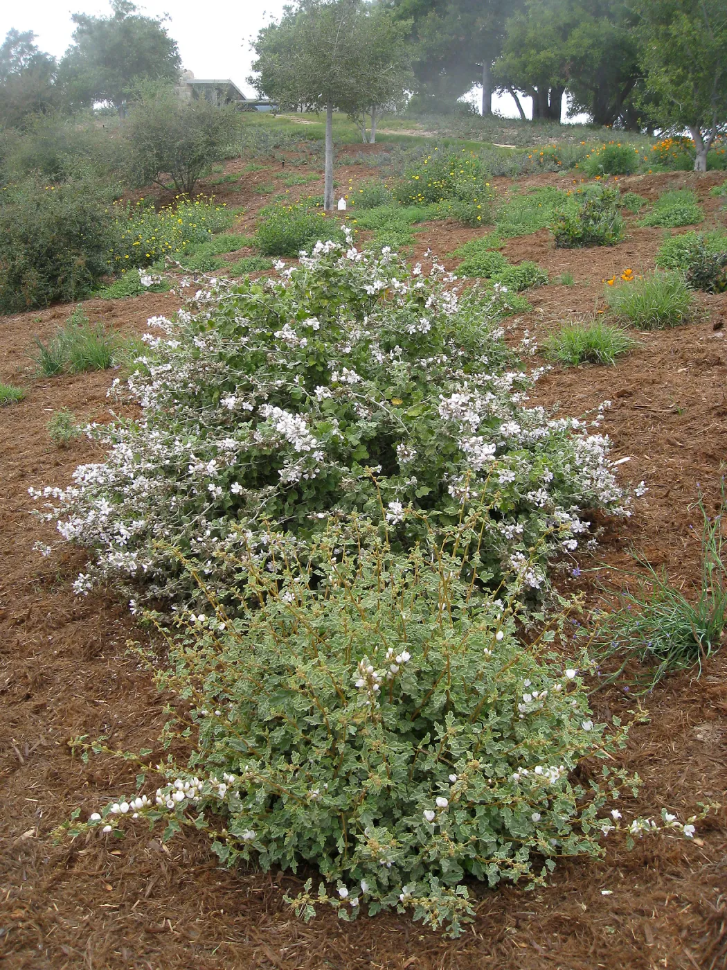 John Gabbert Garden