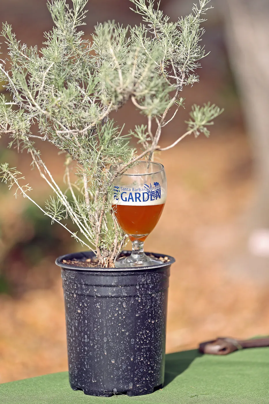 2015 Santa Barbara Beer Garden Event Glass(es)