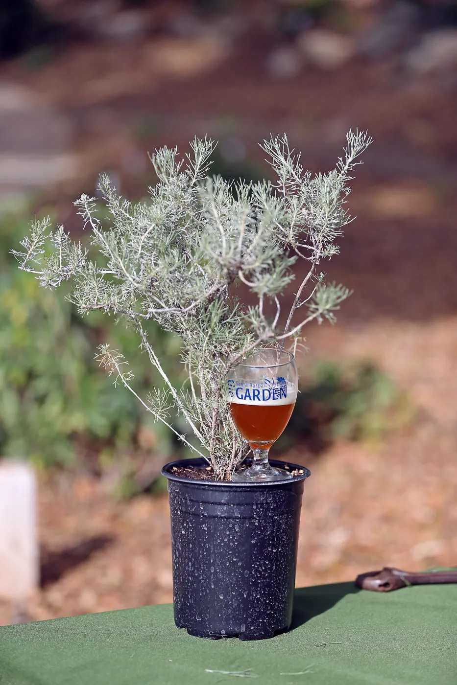 2015 Santa Barbara Beer Garden Event Glass(es)