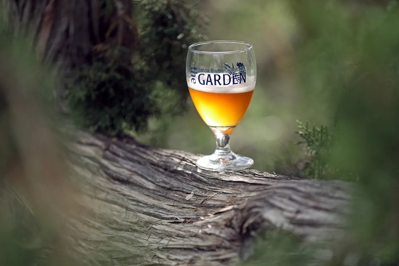 2015 Santa Barbara Beer Garden Event Glass(es)