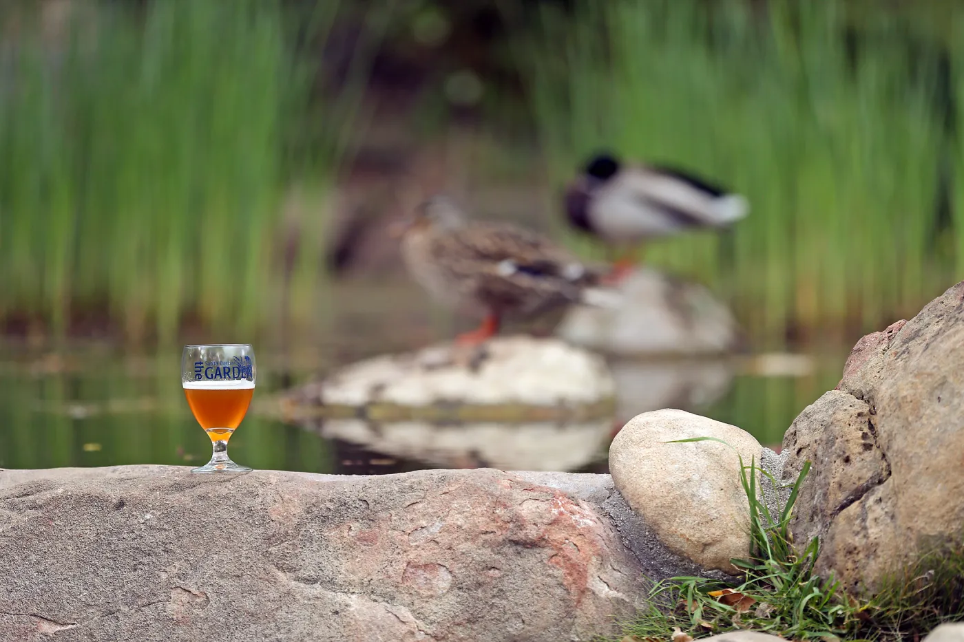 2015 Santa Barbara Beer Garden Event Glass(es)