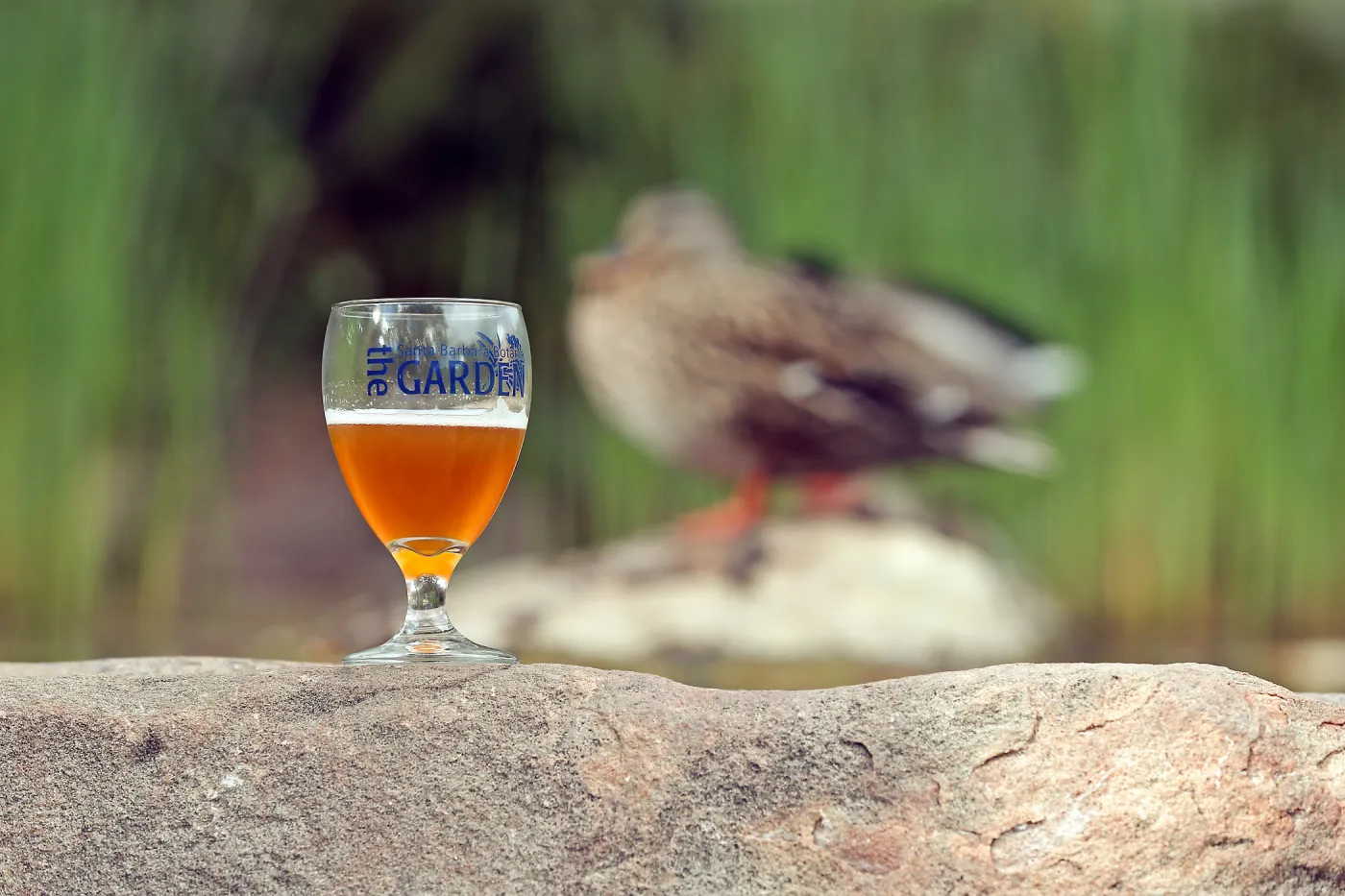 2015 Santa Barbara Beer Garden Event Glass(es)