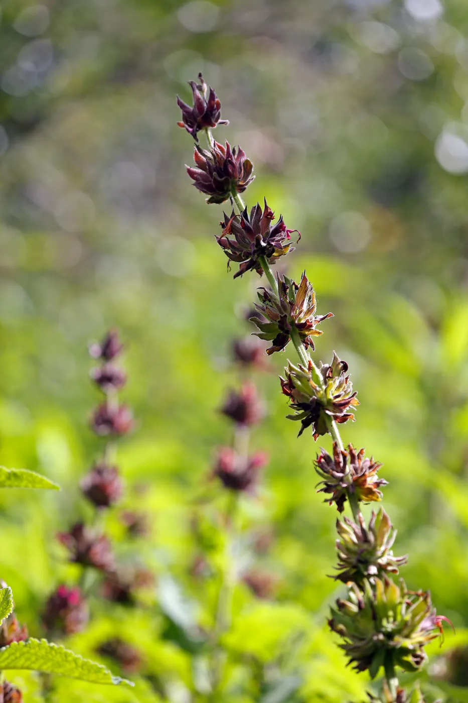 Hummingbird Sage