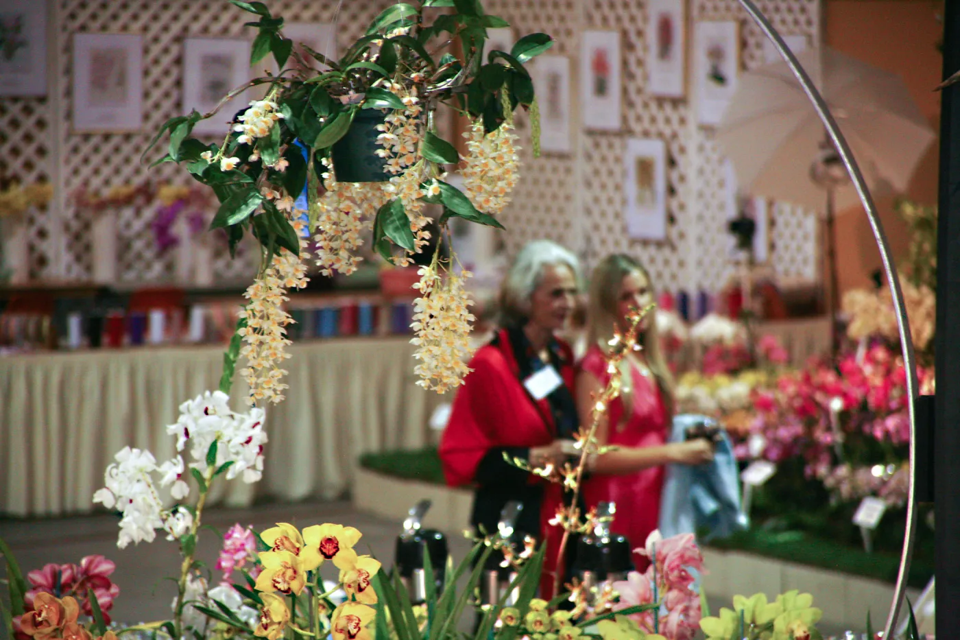 Orchid Show 2013