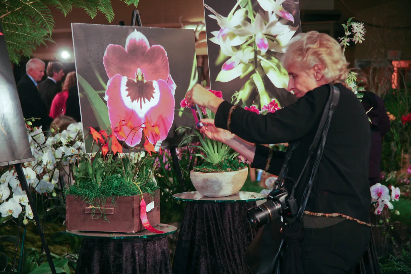 Orchid Show 2013