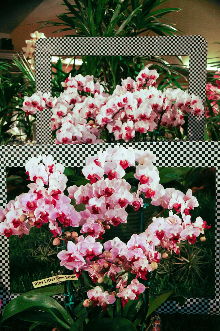 Orchid Show 2013