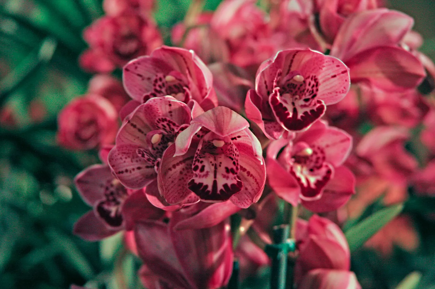Orchid Show 2013