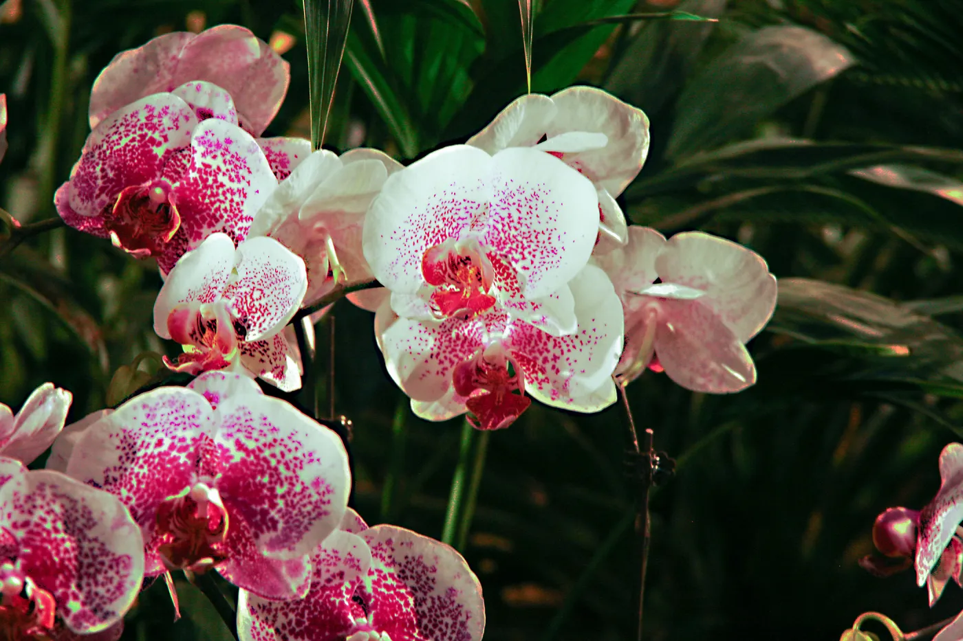 Orchid Show 2013
