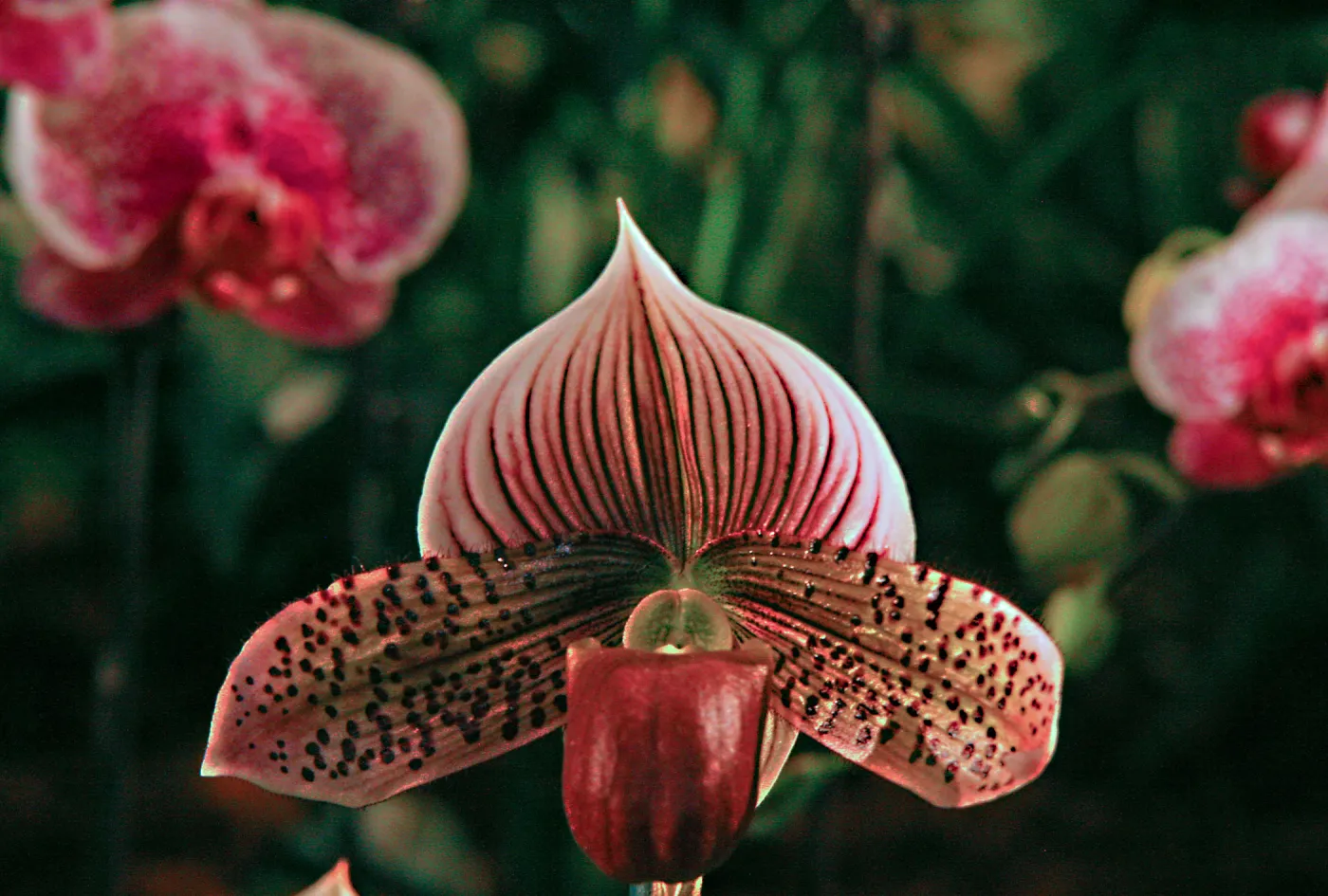Orchid Show 2013