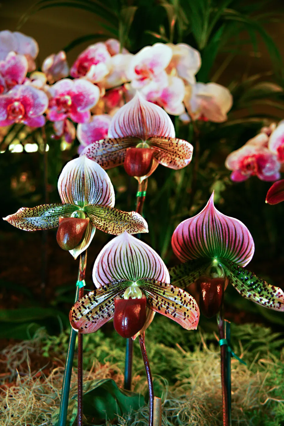 Orchid Show 2013