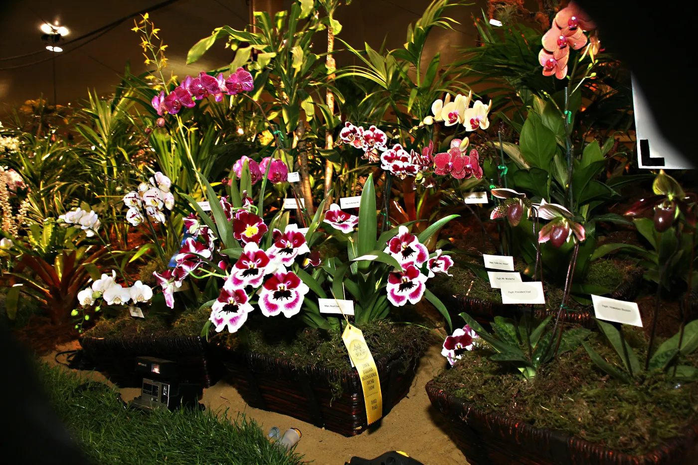 Orchid Show 2013