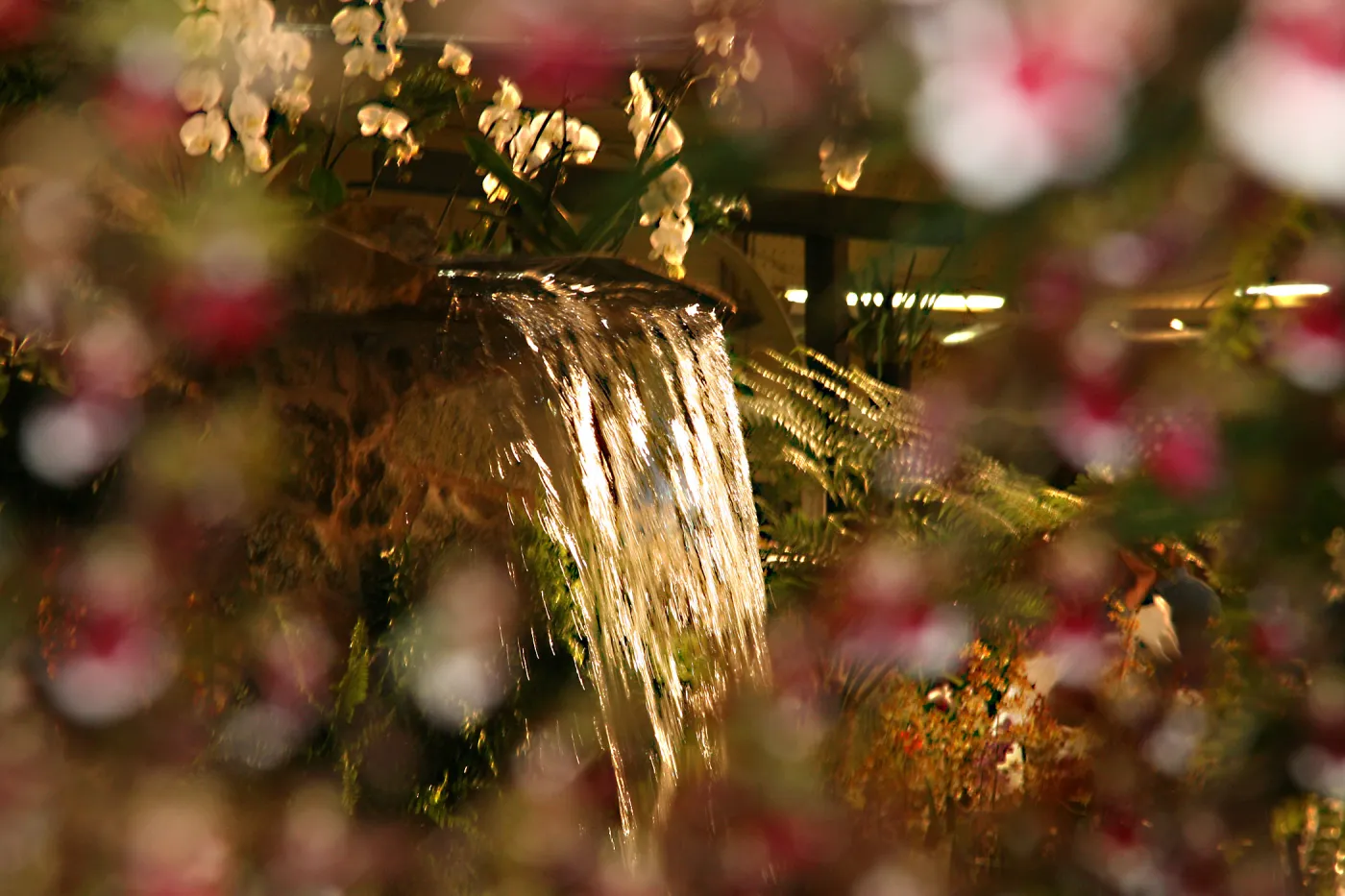 Orchid Show 2013