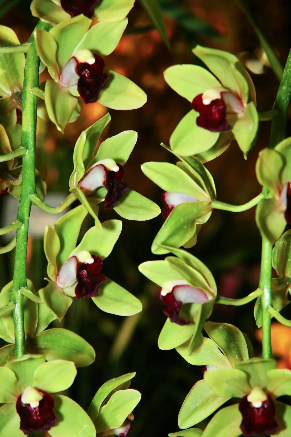 Orchid Show 2013