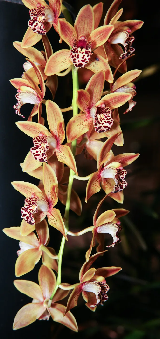 Orchid Show 2013