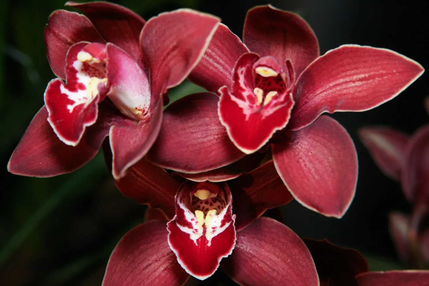 Orchid Show 2013