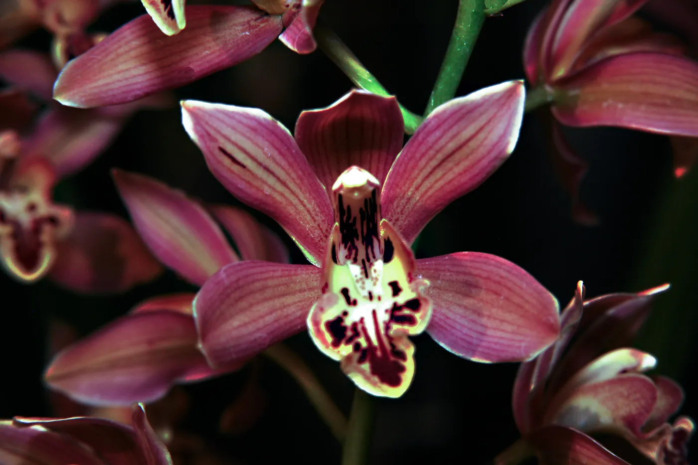 Orchid Show 2013