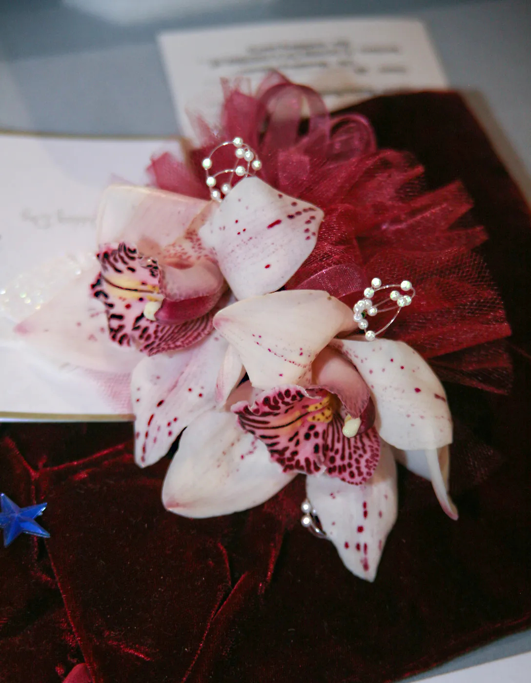 Orchid Show 2013