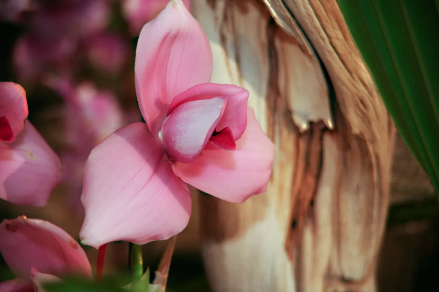 Orchid Show 2013